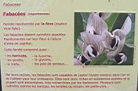 Famille Fabacees ou Fabaceae ou Legumineuses (txt)